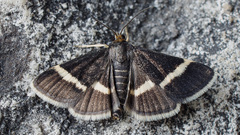 Pyrausta rectefascialis