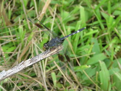 Erythrodiplax venusta