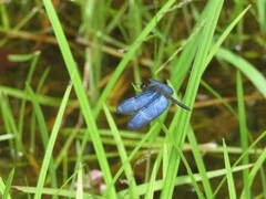 Zenithoptera lanei