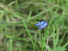 Zenithoptera lanei