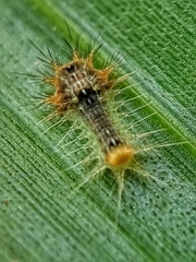 Orthocraspeda furva