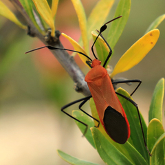 Galaesus hasticornis