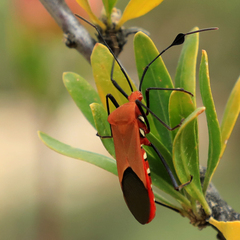 Galaesus hasticornis