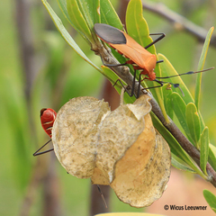 Galaesus hasticornis