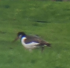 Haematopus ostralegus