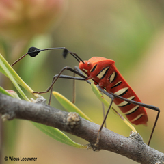 Galaesus hasticornis