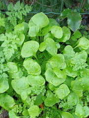 Claytonia perfoliata