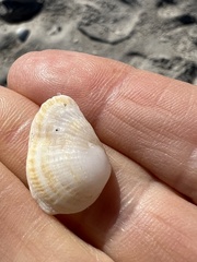 Choristodon robustus