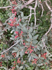 Pistacia lentiscus