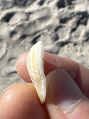 Choristodon robustus