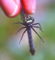 Hylogomphus adelphus