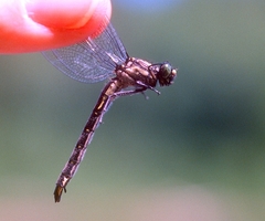 Hylogomphus adelphus