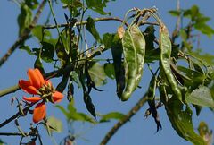 Erythrina subumbrans