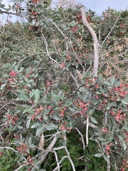 Pistacia lentiscus