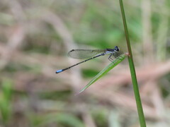 Argia jujuya