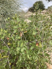 Quercus coccifera