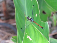 Dasythemis
