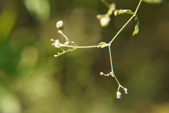 Aceria galiobia