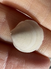 Divalinga quadrisulcata