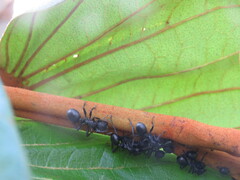 Cephalotes atratus