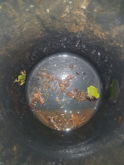 Hyla arborea