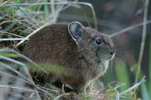 Sijin Pika (Ochotona sikimaria) — Data Deficient Mammalia