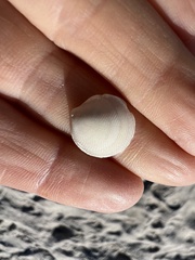 Divalinga quadrisulcata