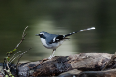 Enicurus schistaceus