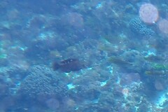 Pseudolabrus luculentus