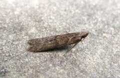 Dichomeris ligulella