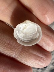 Divalinga quadrisulcata