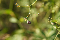 Aceria galiobia