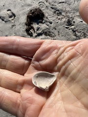 Anomalocardia cuneimeris