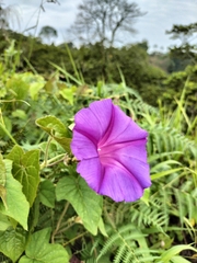 Ipomoea