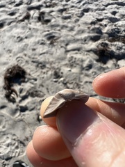 Anomalocardia cuneimeris