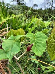 Ipomoea