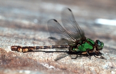 Ophiogomphus rupinsulensis