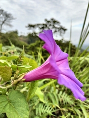 Ipomoea