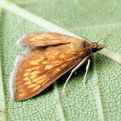 Ecpyrrhorrhoe rubiginalis