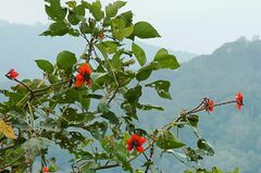 Erythrina subumbrans