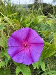 Ipomoea