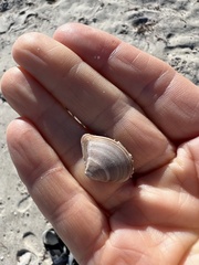 Anomalocardia cuneimeris