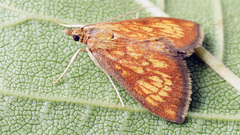 Ecpyrrhorrhoe rubiginalis