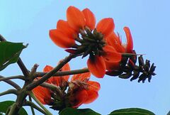 Erythrina subumbrans