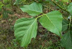 Erythrina subumbrans
