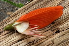 Erythrina subumbrans
