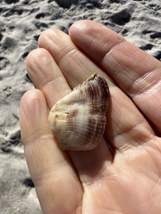 Lamarcka imbricata