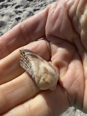 Lamarcka imbricata