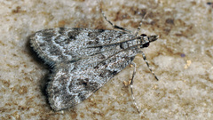 Scoparia ambigualis
