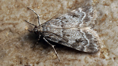 Scoparia ambigualis